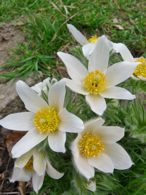  - 2018 - 01 - Primavara