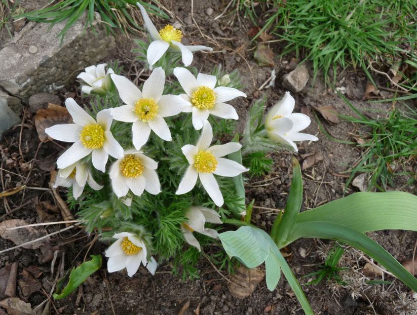  - 2018 - 01 - Primavara