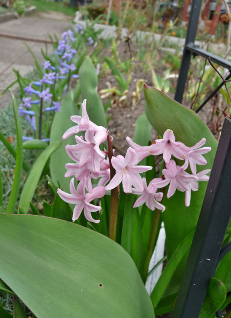  - 2018 - 01 - Primavara