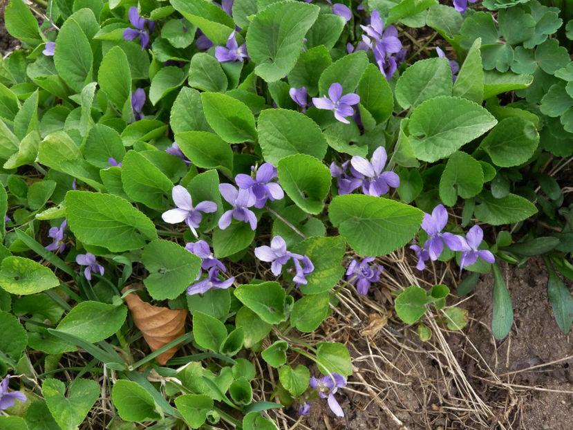  - 2018 - 01 - Primavara