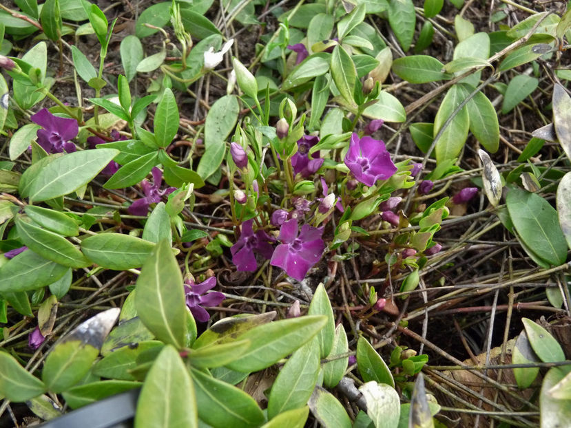  - 2018 - 01 - Primavara