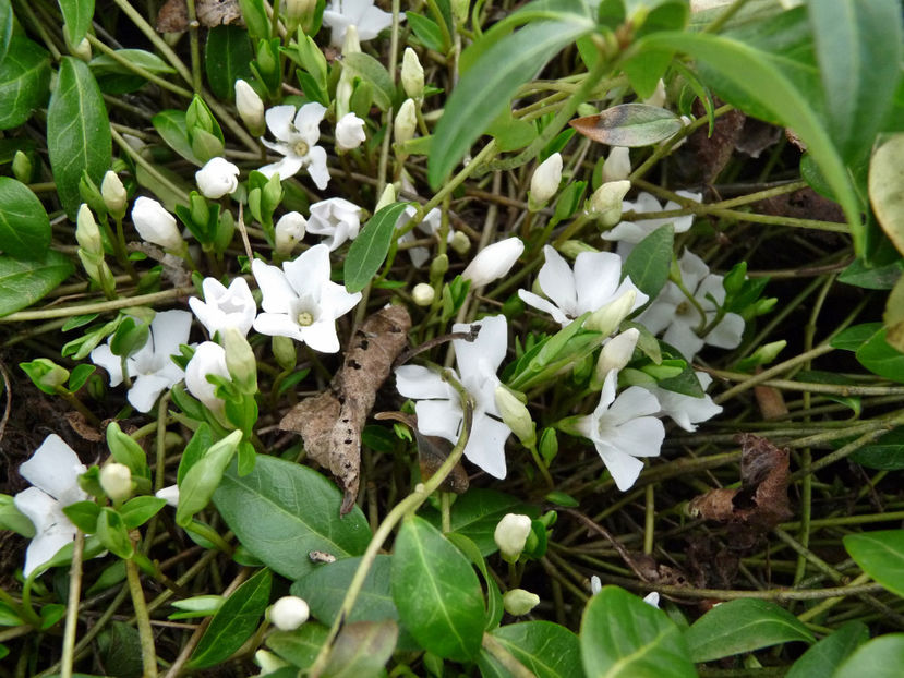  - 2018 - 01 - Primavara