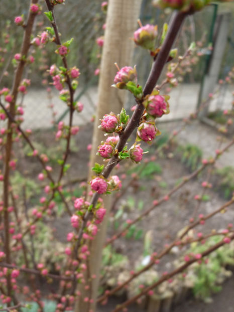  - 2018 - 01 - Primavara