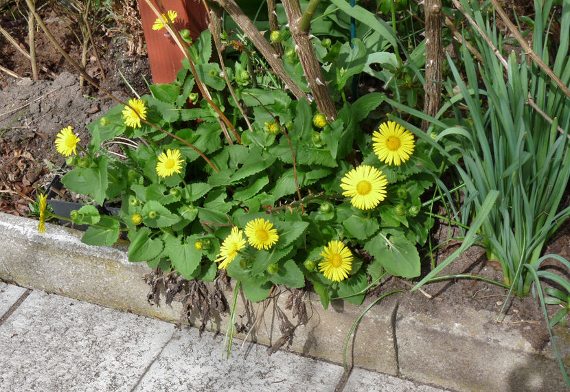  - 2018 - 01 - Primavara