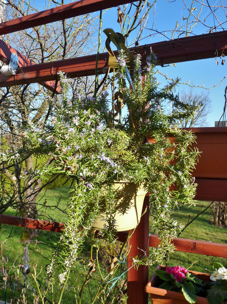  - 2018 - 01 - Primavara