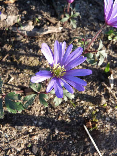  - 2018 - 01 - Primavara