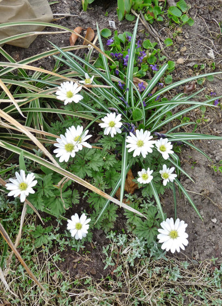 Anemone - 2018 - 01 - Primavara