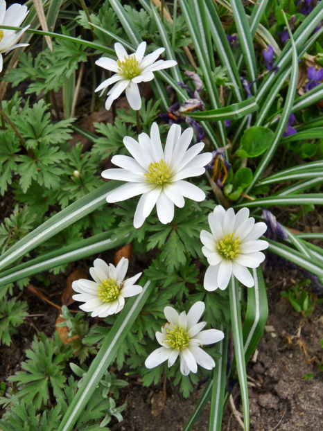  - 2018 - 01 - Primavara