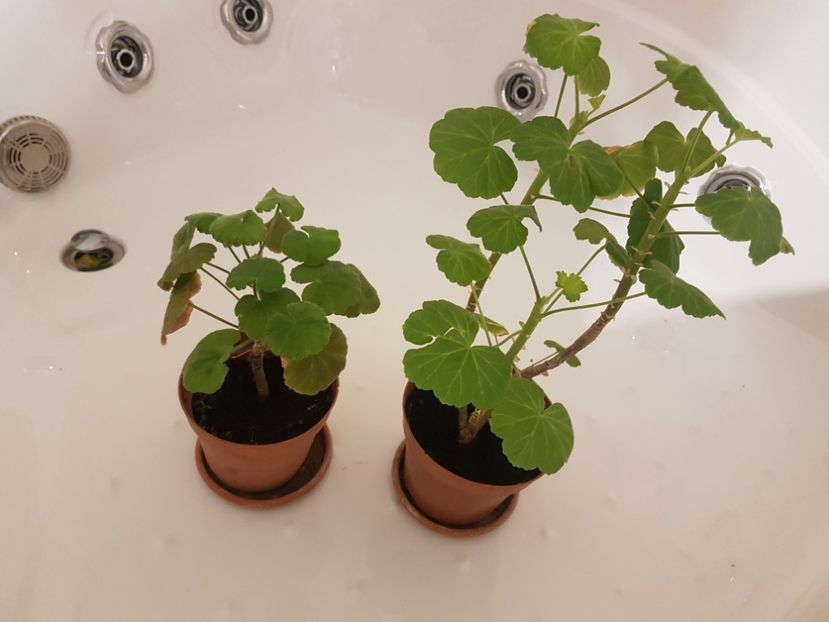 Muscata trandafiras- vandute - Plante de interior