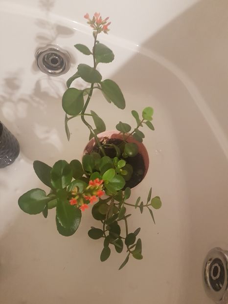 Kalanchoe floare rosie 15 ron-disponibil - Plante de interior