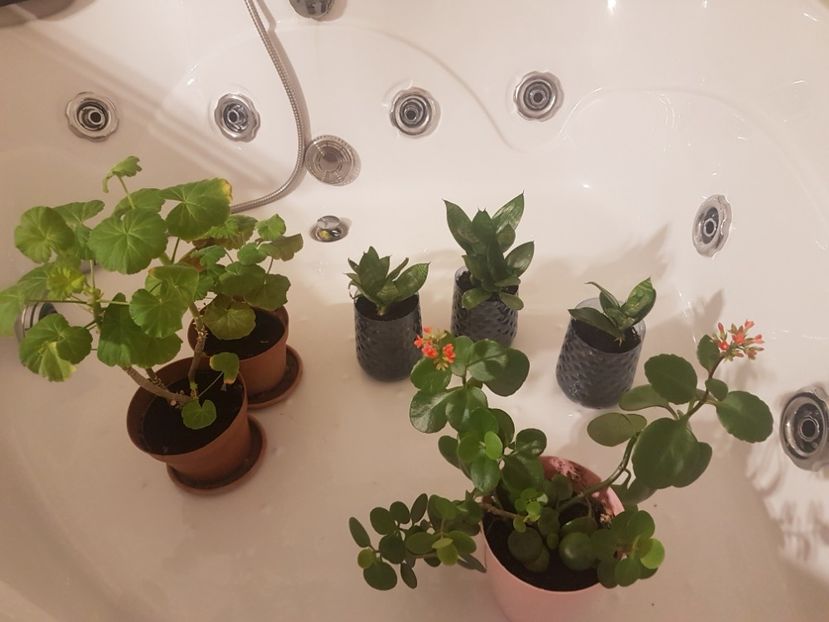 Plante de interior - Plante de interior