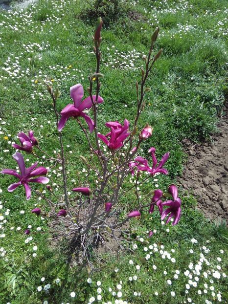  - AAAAA_MAGNOLIA SUSAN 2015_2017_2018_2019_2020_2024_2025