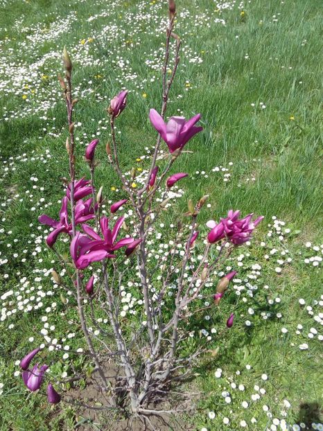  - AAAAA_MAGNOLIA SUSAN 2015_2017_2018_2019_2020_2024_2025