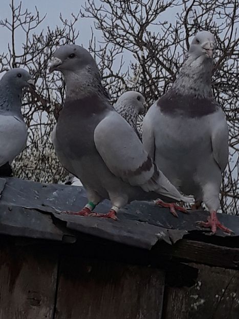  - voiajori standard