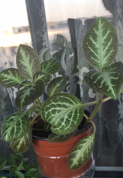 Faded Jade - Episcia