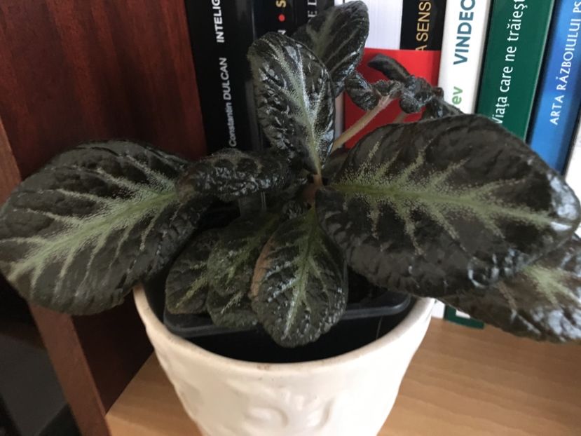 Suomi - Episcia