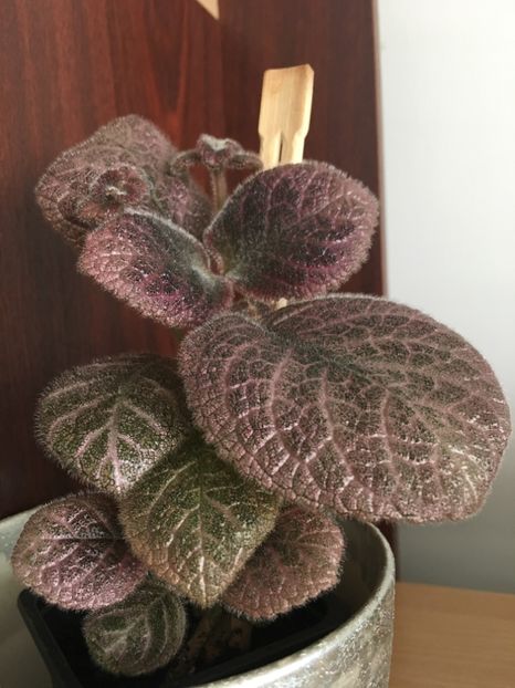  - Episcia