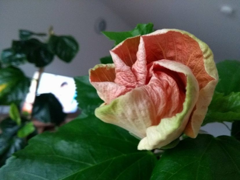 30176715_1909179109155528_1110929590_o - Tahitian French Toast