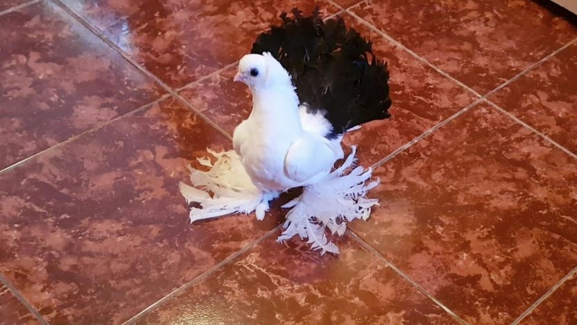  - Omski si Nordcaucazieni 2018