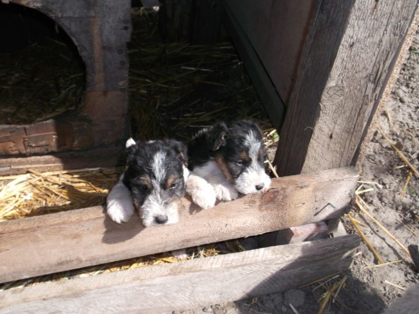  - Catei foxterrieri de vanzare