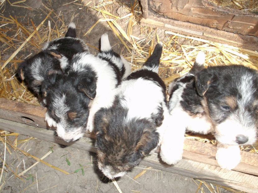  - Catei foxterrieri de vanzare