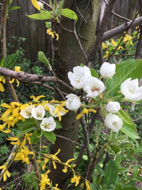 11.04 - Arbuști 2018