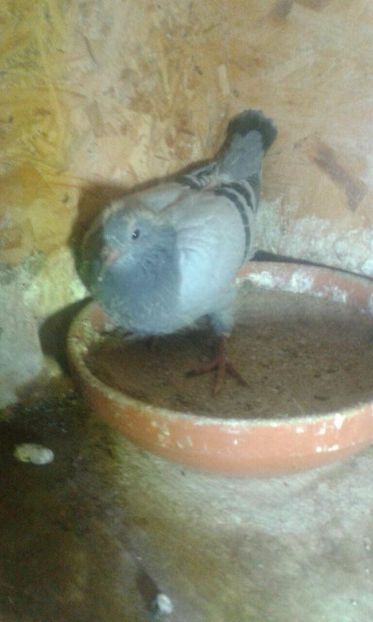 pui vandenabelle - vanzare