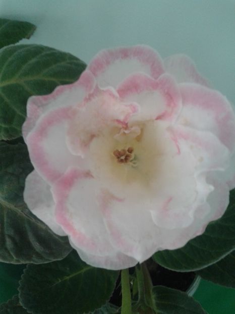  - GLOXINIA 2018