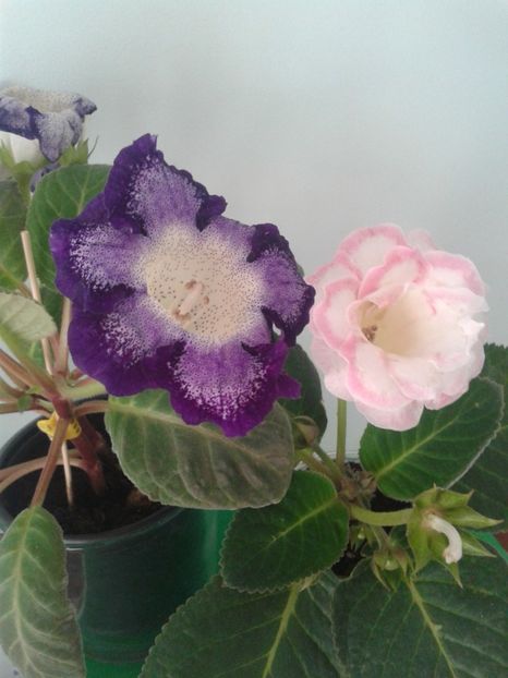  - GLOXINIA 2018