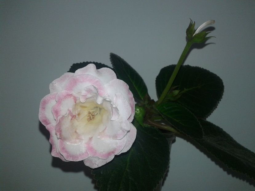 Venok Fei - GLOXINIA 2018