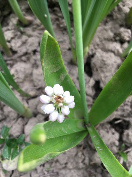 72E0E26F-7FF4-4320-B9C6-1896CBE6B652 - Muscari 2018 2021