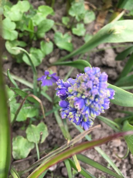 28FA47B6-2990-42FD-ABA4-C64496FFBF78 - Muscari 2018 2021