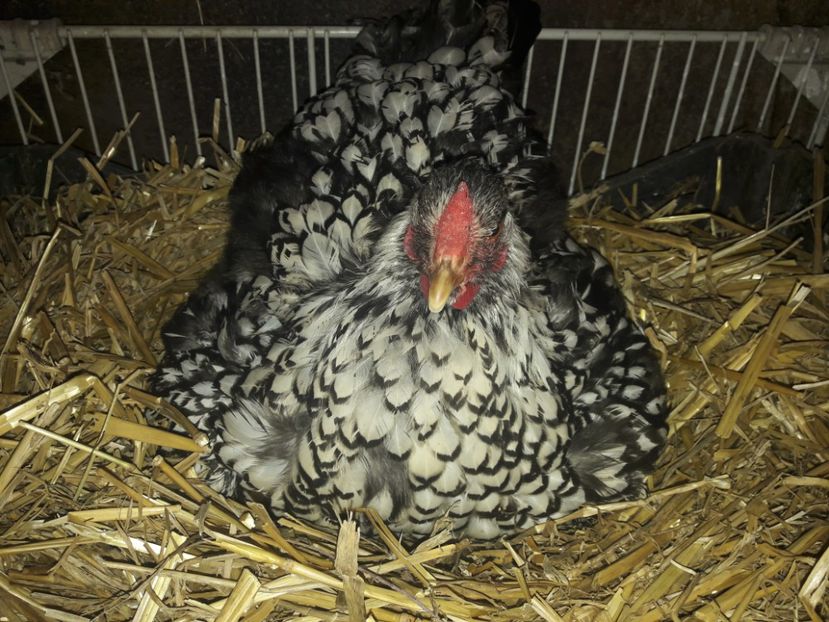 Prima cloșca pe acest an - Boboci seria nr 1