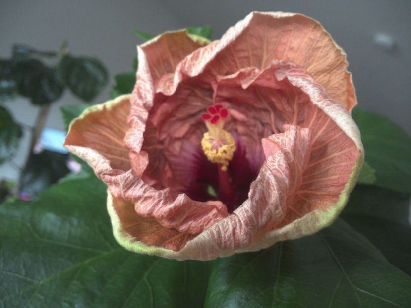  - Tahitian French Toast