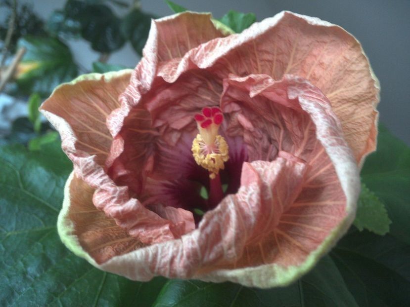  - Tahitian French Toast