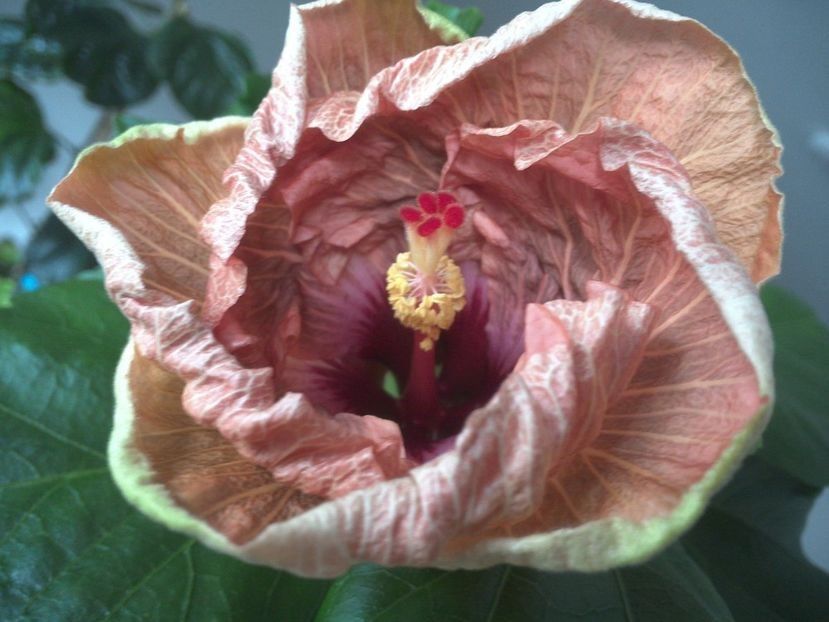  - Tahitian French Toast