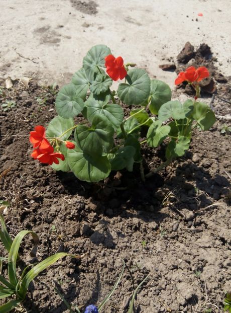 12 aprilie - gradina 2018