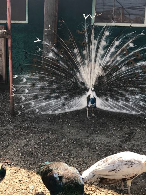 C289C56B-87D1-42D3-B876-1F9ABA49CF52 - PAUNI SiLVER PIED