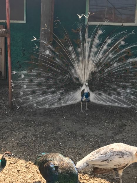 BD8A57DB-68A0-4073-BA68-147DB4D1E2BA - PAUNI SiLVER PIED