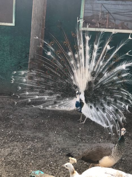 86167319-64A9-4DCE-A00C-F187A56E24C4 - PAUNI SiLVER PIED