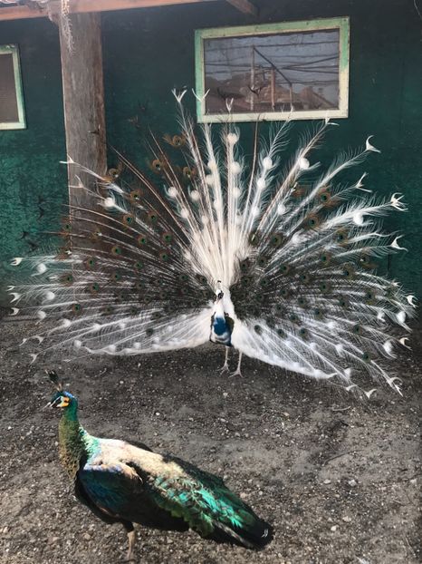 C10F5B42-74C5-4E96-BF58-E5278BA227DE - PAUNI SiLVER PIED