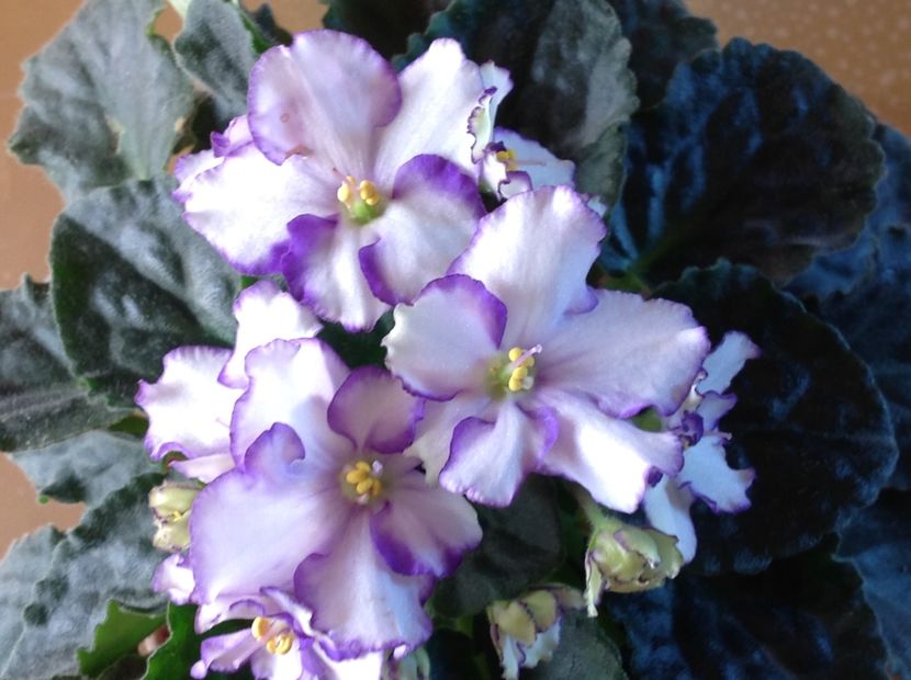  - Violete inflorirea de primavara 2018