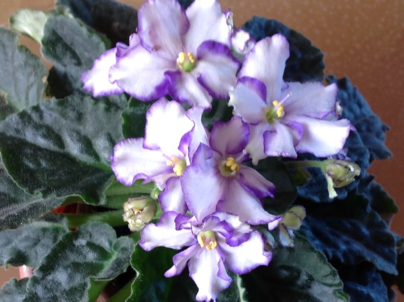  - Violete inflorirea de primavara 2018