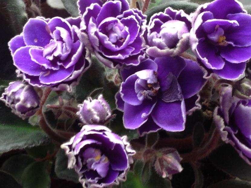 OP Yellowstone - AA Violete in colecție poze net