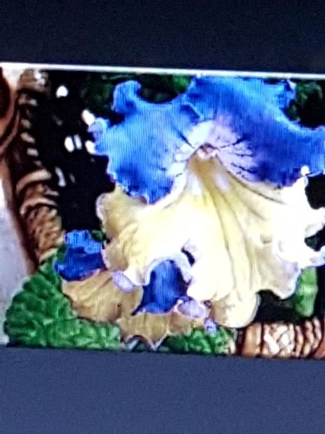 thumbnail (10) - Streptocarpusi achizitionati 2018