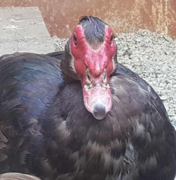  - 0001 rate lesesti matca 2018