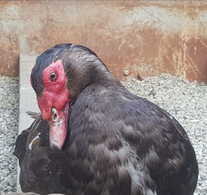  - 0001 rate lesesti matca 2018