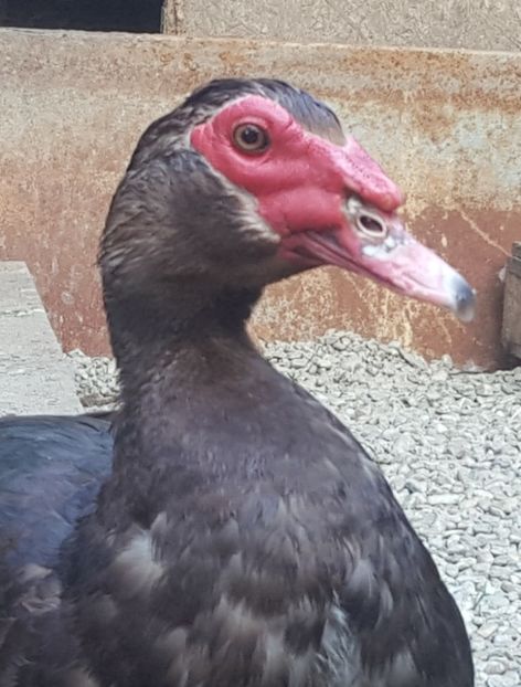  - 0001 rate lesesti matca 2018