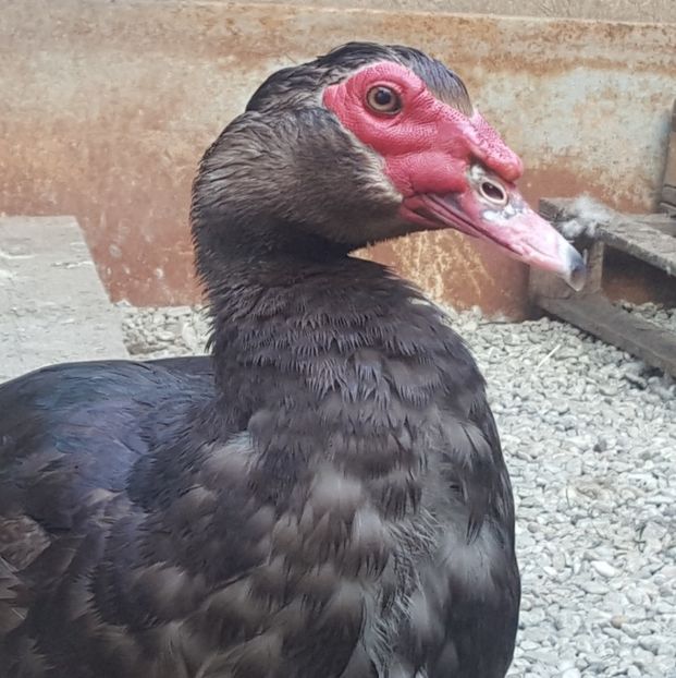  - 0001 rate lesesti matca 2018