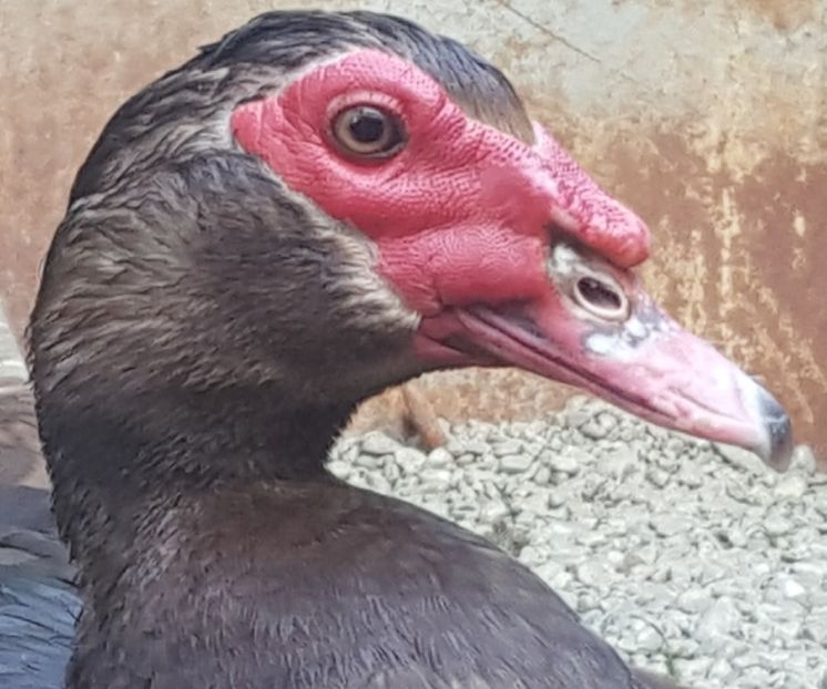  - 0001 rate lesesti matca 2018